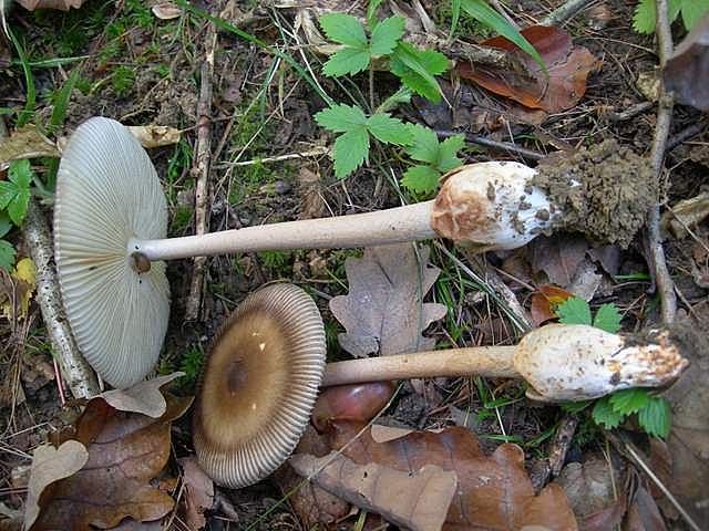 Amanita  battarrae  (Boud.)  Bon